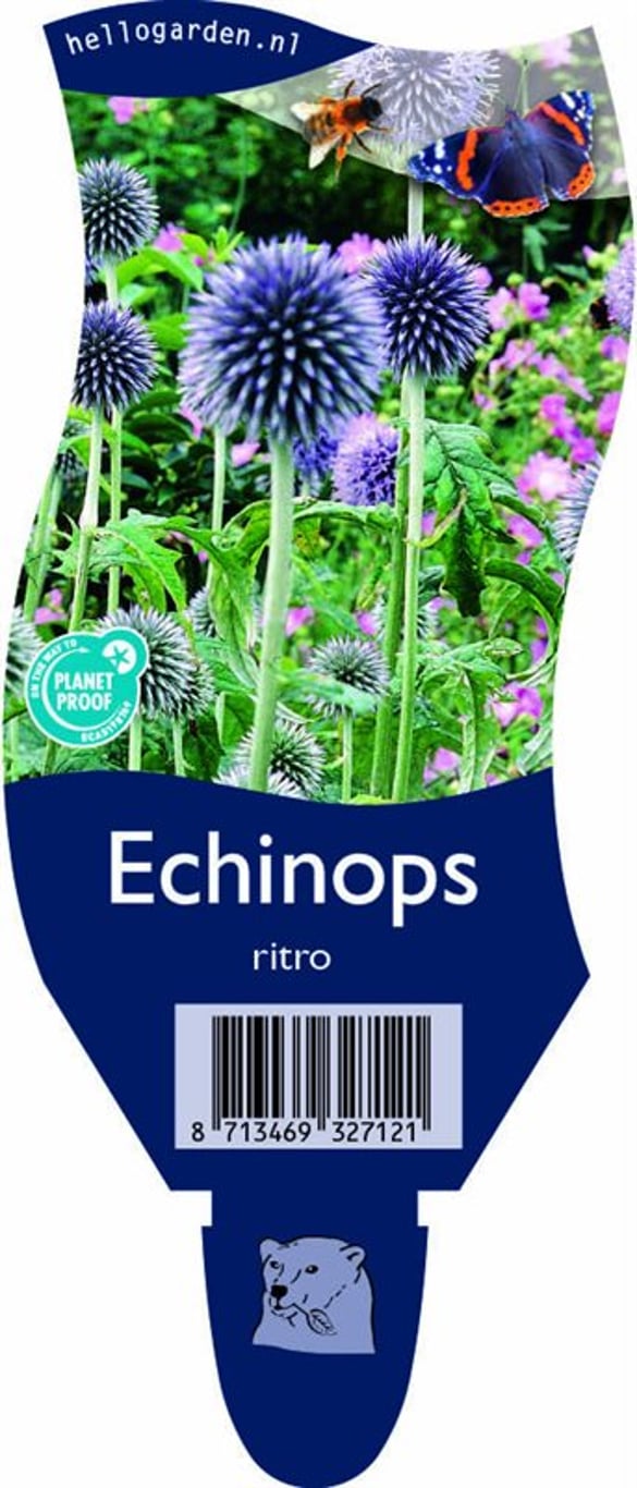 Echinops ritro - P11